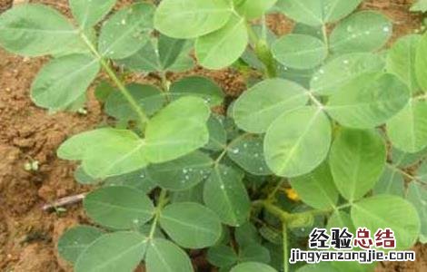 花生高产叶面肥哪种好些 花生高产叶面肥哪种好