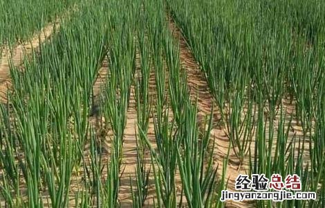 大葱霜霉病的防治方法 大葱霜霉病怎么防治