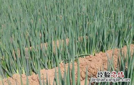 大葱霜霉病的防治方法 大葱霜霉病怎么防治