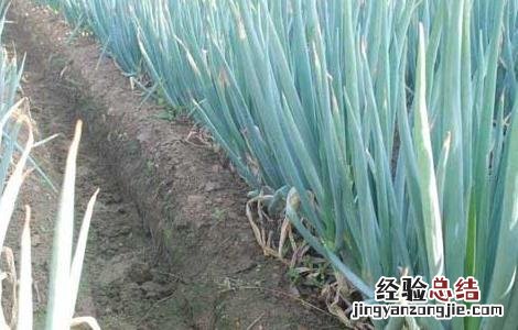 大葱霜霉病的防治方法 大葱霜霉病怎么防治
