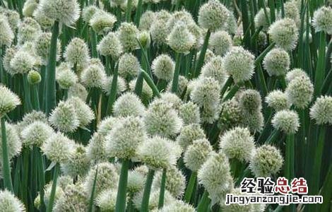 大葱霜霉病的防治方法 大葱霜霉病怎么防治