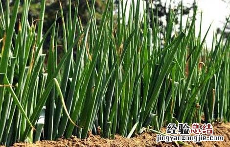 大葱种子价格及种植方法图 大葱种子价格及种植方法