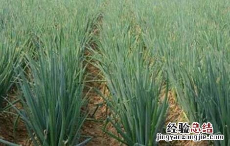大葱种子价格及种植方法图 大葱种子价格及种植方法