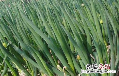 大葱种子价格及种植方法图 大葱种子价格及种植方法