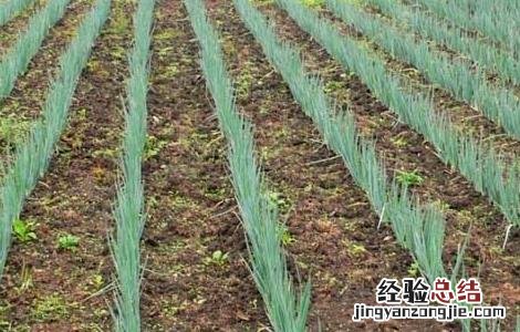 大葱种子价格及种植方法图 大葱种子价格及种植方法