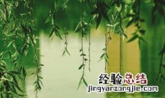 关于赞美柳树的诗句 关于赞美柳树的诗句或名言