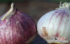 独蒜是怎么形成的 独独蒜形成原因