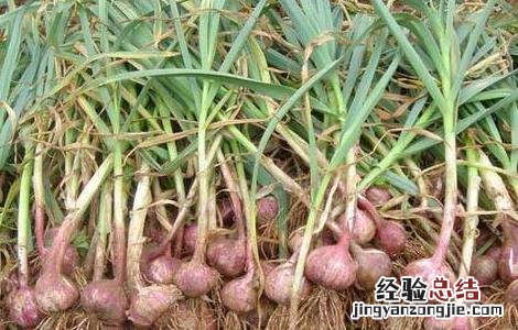 独蒜是怎么形成的 独独蒜形成原因