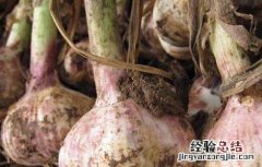 大蒜种子的价格 大蒜种子价格及种植方法