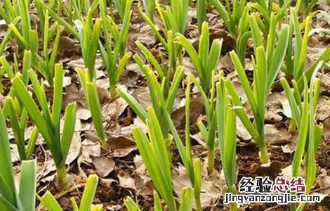 大蒜种子的价格 大蒜种子价格及种植方法