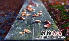 人为什么要落叶归根,有什么风水意义? 人为什么要落叶归根