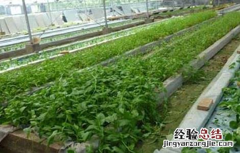 家里水培蔬菜怎么种植 水培蔬菜怎么种植