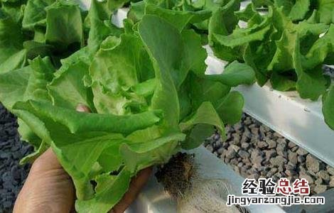 家里水培蔬菜怎么种植 水培蔬菜怎么种植