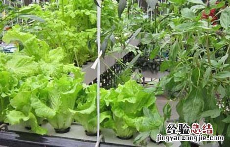 家里水培蔬菜怎么种植 水培蔬菜怎么种植