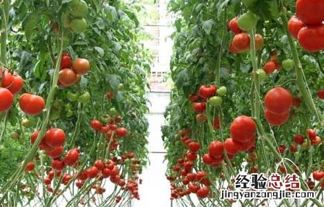 家里水培蔬菜怎么种植 水培蔬菜怎么种植