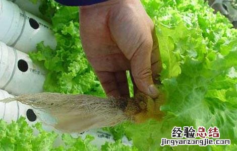 家里水培蔬菜怎么种植 水培蔬菜怎么种植