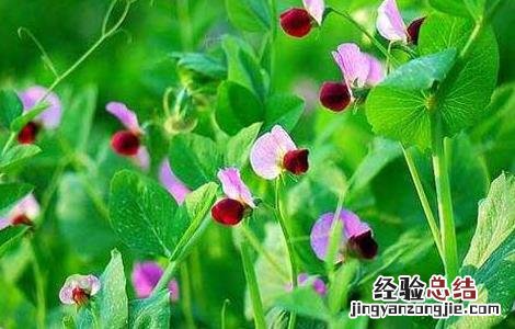豌豆种子价格及种植方法 豌豆种子的种植方法
