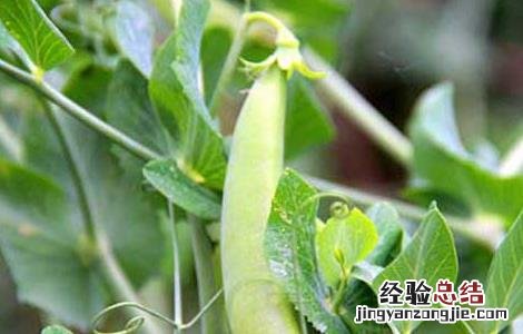 豌豆种子价格及种植方法 豌豆种子的种植方法