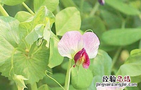豌豆种子价格及种植方法 豌豆种子的种植方法