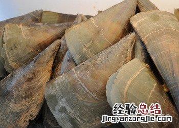 带子的营养价值及功效与作用禁忌 带子的营养价值