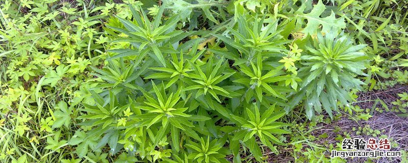 喷雾器打了草甘膦怎么才能洗干净 喷雾器打过草甘膦,还可以打肥药么
