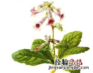 地黄的功效与作用图片是什么呢大全 地黄的功效与作用图片是什么呢