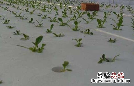 无土栽培一般投入多少钱 无土栽培一般投入多少钱?