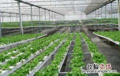 无土栽培一般投入多少钱 无土栽培一般投入多少钱?