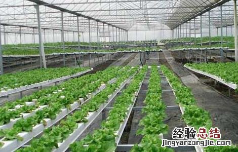 无土栽培一般投入多少钱 无土栽培一般投入多少钱?