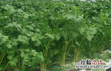 无土栽培一般投入多少钱 无土栽培一般投入多少钱?