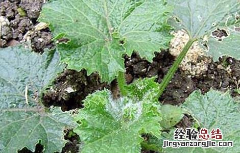 冬瓜种子怎么种植方法如下 冬瓜种子怎么种植
