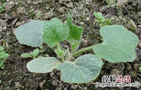 冬瓜种子怎么种植方法如下 冬瓜种子怎么种植