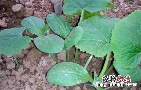 冬瓜种子怎么种植方法如下 冬瓜种子怎么种植