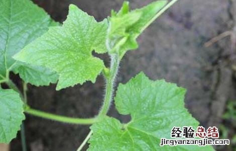 冬瓜种子怎么种植方法如下 冬瓜种子怎么种植