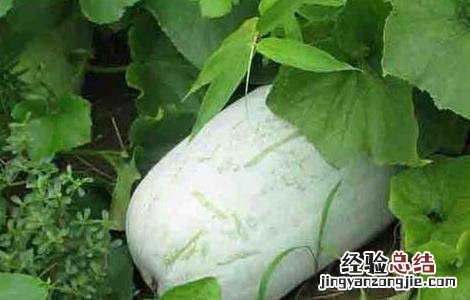 冬瓜种子怎么种植方法如下 冬瓜种子怎么种植