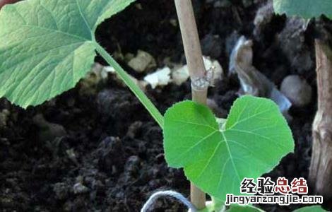 冬瓜种子怎么种植方法如下 冬瓜种子怎么种植