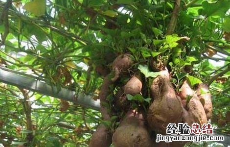 无土栽培营养液配方大全 无土栽培营养液配方大全图片