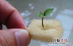 无土栽培营养液配方大全 无土栽培营养液配方大全图片