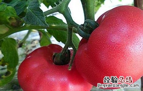 西红柿是水果还是蔬菜 答案 西红柿是水果还是蔬菜