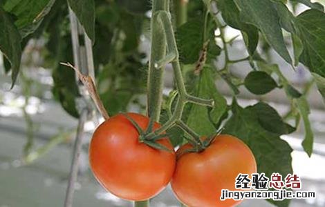 西红柿是水果还是蔬菜 答案 西红柿是水果还是蔬菜