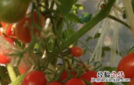 西红柿是水果还是蔬菜 答案 西红柿是水果还是蔬菜