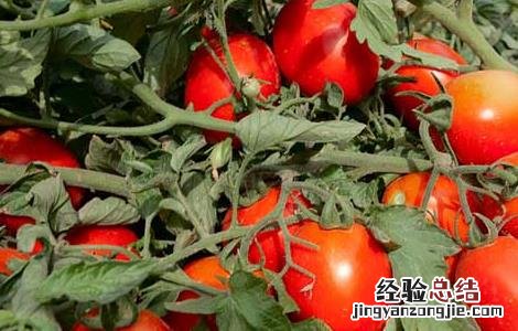 西红柿是水果还是蔬菜 答案 西红柿是水果还是蔬菜