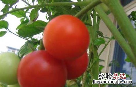 西红柿是水果还是蔬菜 答案 西红柿是水果还是蔬菜