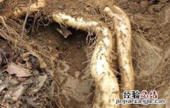 铁棍山药发芽了还能吃吗 山药发芽了还能吃吗