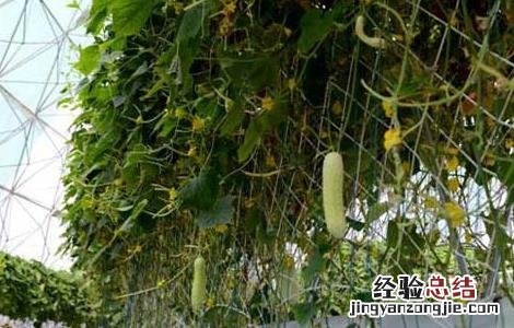 无土栽培蔬菜安全吗视频 无土栽培蔬菜安全吗