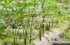 无土栽培蔬菜安全吗视频 无土栽培蔬菜安全吗