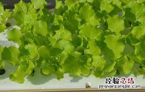 无土栽培蔬菜安全吗视频 无土栽培蔬菜安全吗