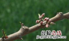 桃树枝放卧室的禁忌是什么 桃树枝放卧室的禁忌