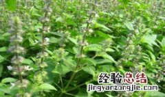 川莲的功效与作用 川莲的功效与作用及禁忌症