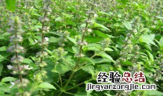 川莲的功效与作用 川莲的功效与作用及禁忌症